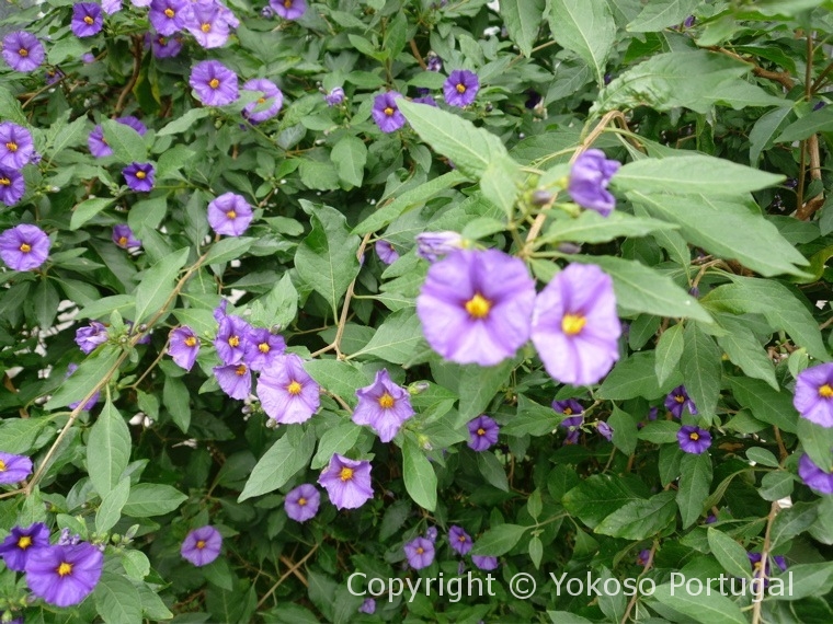 ポルトガルの花