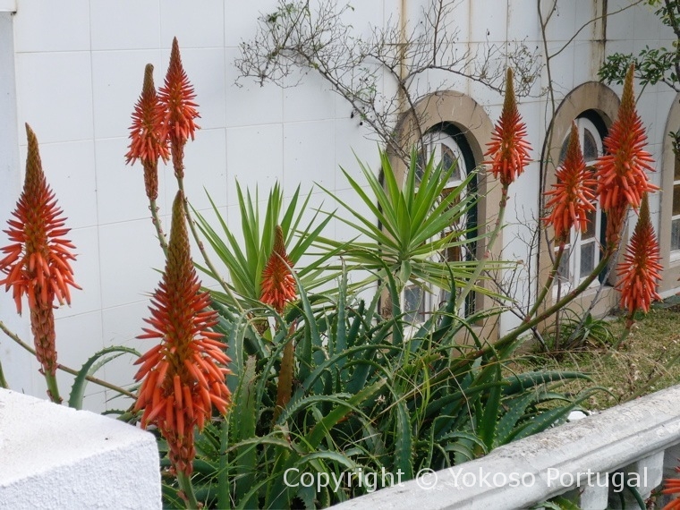 アロエの花